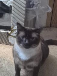 Lost Male Cat last seen Highway 99, Lynnwood, WA 98087