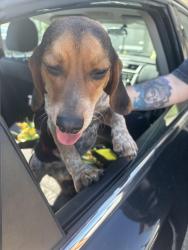 Found/Stray Male Dog last seen By the rail road tracks , Rock Hill, SC 29730