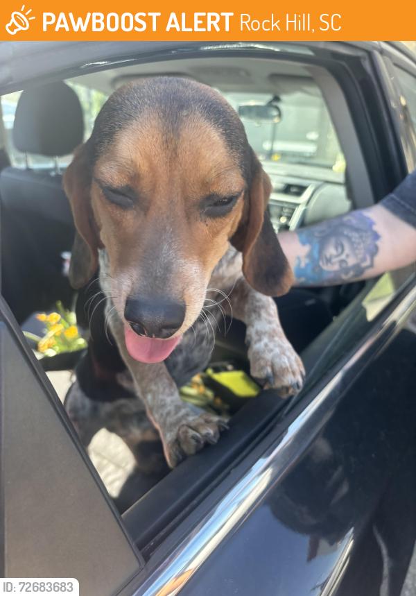 Found/Stray Male Dog last seen By the rail road tracks , Rock Hill, SC 29730