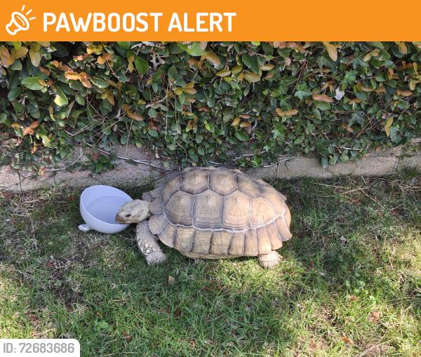 Found/Stray Unknown Reptile last seen Indian Rock and Brookford, Rancho Palos Verdes, CA 90275