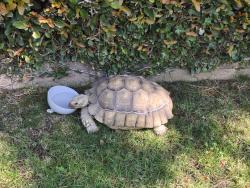 Found/Stray Unknown Reptile last seen Indian Rock and Brookford, Rancho Palos Verdes, CA 90275