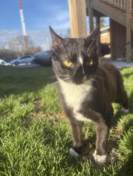 Found/Stray Male Cat last seen Riverview Dr and olentangey river rd, Columbus, OH 43202
