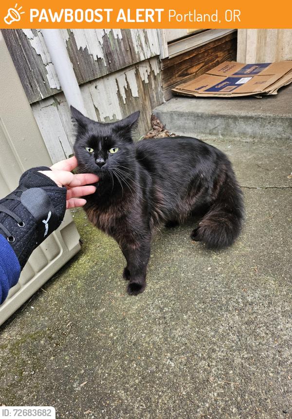 Found/Stray Unknown Cat last seen 108th and morris, Portland, OR 97220