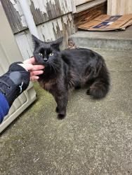 Found/Stray Unknown Cat last seen 108th and morris, Portland, OR 97220