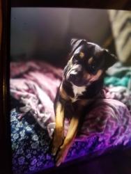 Lost Male Dog last seen  Empire ave and Pit Rd, Spokane Valley, WA 99206