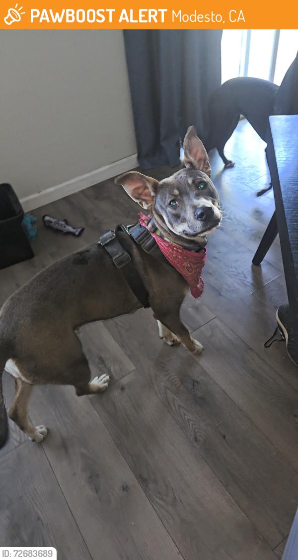 Found/Stray Female Dog last seen ca 99 southbound freeway before Kansas Ave , Modesto, CA 95351