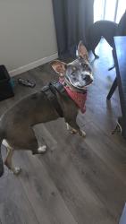 Found/Stray Female Dog last seen ca 99 southbound freeway before Kansas Ave , Modesto, CA 95351
