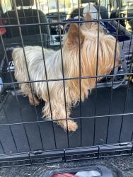 Found/Stray Male Dog last seen Rutherglen dr, Fayetteville, NC 28304