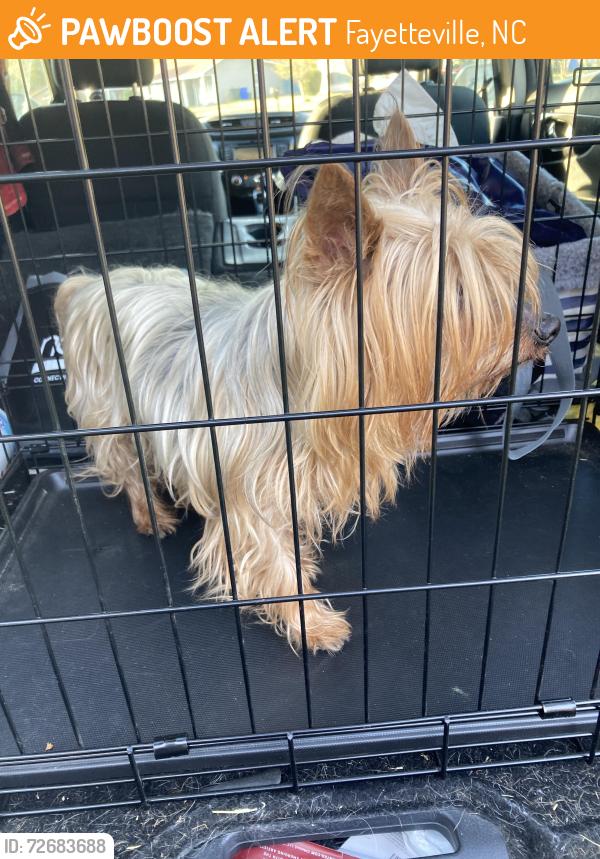 Found/Stray Male Dog last seen Rutherglen dr, Fayetteville, NC 28304