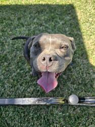 Found/Stray Male Dog last seen 47th Ave and Bethany, Glendale, AZ 85301