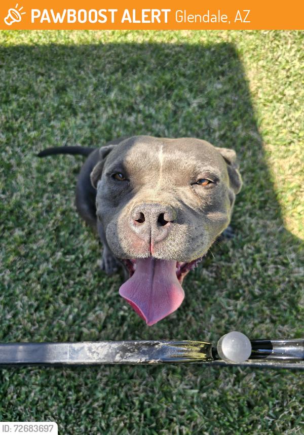 Found/Stray Male Dog last seen 47th Ave and Bethany, Glendale, AZ 85301