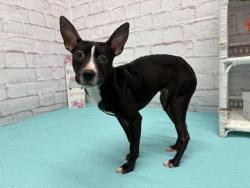 Shelter Stray Female Dog last seen Near BLOCK DACOSTA ST, DETROIT MI 48223, Detroit, MI 48211