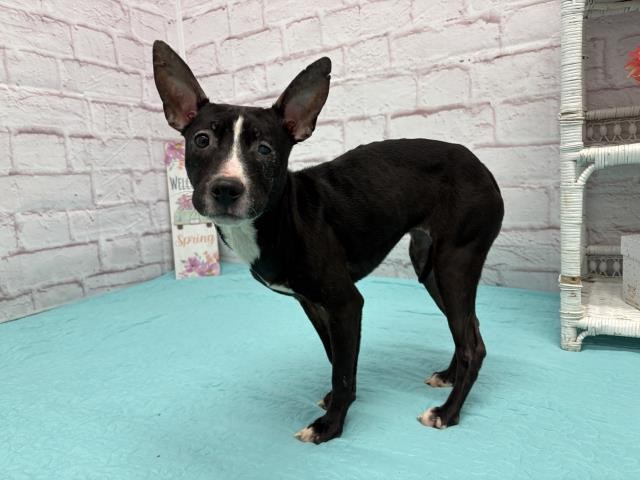 Shelter Stray Female Dog last seen Near BLOCK DACOSTA ST, DETROIT MI 48223, Detroit, MI 48211