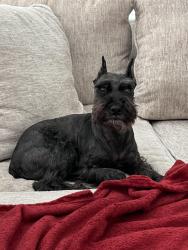 Lost Female Dog last seen Greene Meadows Subdivision, Jacksonville, FL 32218