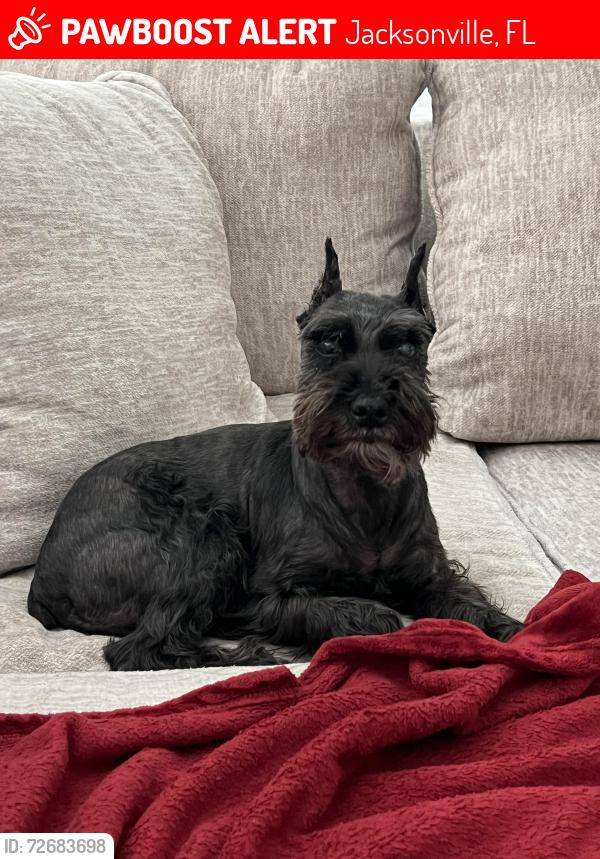 Lost Female Dog last seen Greene Meadows Subdivision, Jacksonville, FL 32218