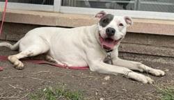 Shelter Stray Female Dog last seen Near BLOCK AUSTIN HWY, San Antonio, TX 78227