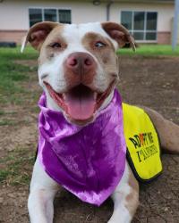 Shelter Stray Female Dog last seen , San Antonio, TX 78227