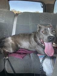Found/Stray Female Dog last seen 45th street, Riverside, CA 92509