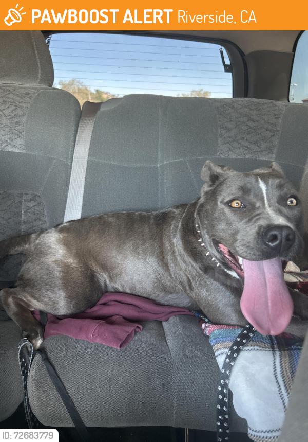 Found/Stray Female Dog last seen 45th street, Riverside, CA 92509