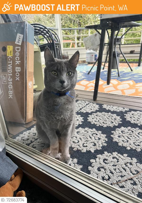 Found/Stray Unknown Cat last seen Serene Way and Shelby Rd, Picnic Point, WA 98087