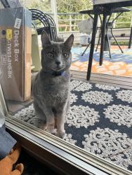 Found/Stray Unknown Cat last seen Serene Way and Shelby Rd, Picnic Point, WA 98087