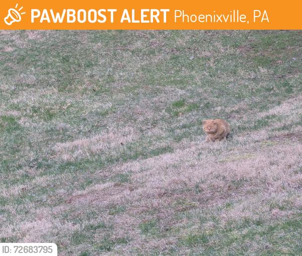 Found/Stray Unknown Cat last seen Rapps Dam Road covered bridge , Phoenixville, PA 19460