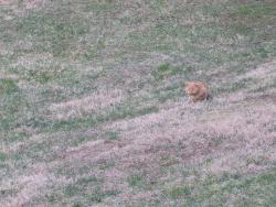 Found/Stray Unknown Cat last seen Rapps Dam Road covered bridge , Phoenixville, PA 19460