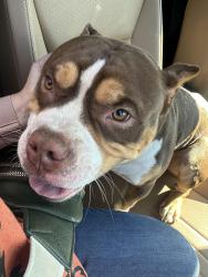 Found/Stray Male Dog last seen Optimist Park, Sevierville, TN 37764