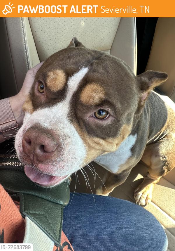 Found/Stray Male Dog last seen Optimist Park, Sevierville, TN 37764