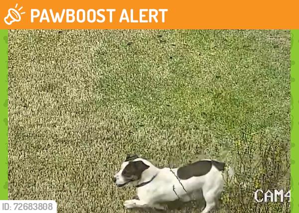 Found/Stray Unknown Dog last seen Harbour springs way, Anderson County, SC 29626