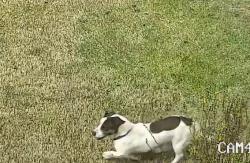 Found/Stray Unknown Dog last seen Harbour springs way, Anderson County, SC 29626