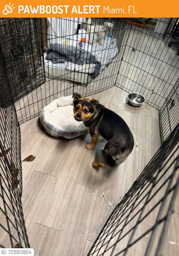 Found/Stray Male Dog last seen Near SW 200th Miami, Fl 33157, Miami, FL 33157
