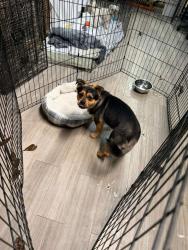 Found/Stray Male Dog last seen Near SW 200th Miami, Fl 33157, Miami, FL 33157