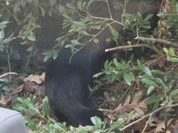 Found/Stray Unknown Cat last seen Bland Road and Hardimont, Raleigh, Raleigh, NC 27609