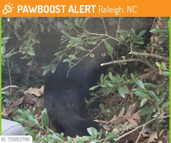 Found/Stray Unknown Cat last seen Bland Road and Hardimont, Raleigh, Raleigh, NC 27609