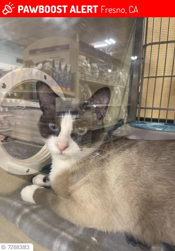 Lost Female Cat last seen Near W Floradora Ave, Fresno / On Fruit between Olive & McKinley, Fresno, CA 93728