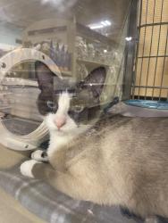 Lost Female Cat last seen Near W Floradora Ave, Fresno / On Fruit between Olive & McKinley, Fresno, CA 93728