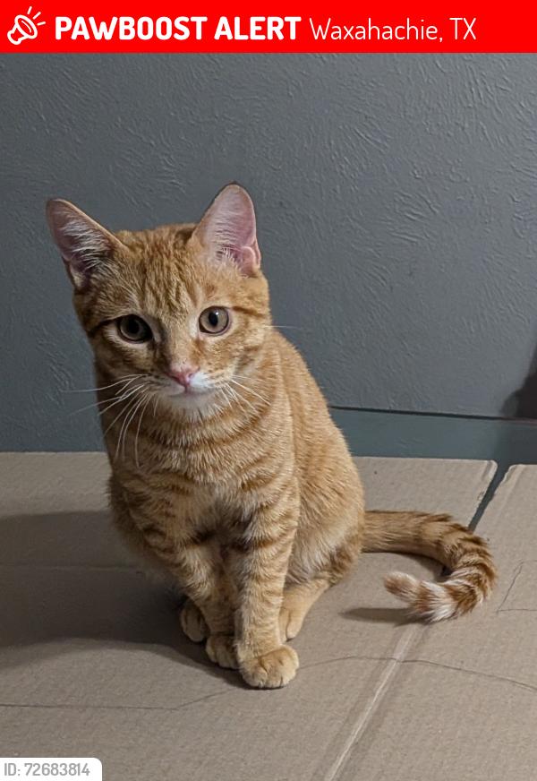 Lost Male Cat last seen Cerca de Hobby Lobby y Wells Fargo, Waxahachie, TX 75165
