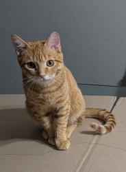 Lost Male Cat last seen Cerca de Hobby Lobby y Wells Fargo, Waxahachie, TX 75165