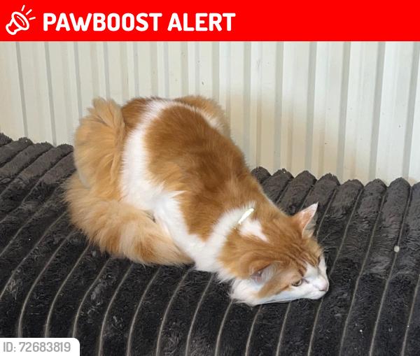 Lost Male Cat last seen North Harrow station, Greater London, England HA2 7RA