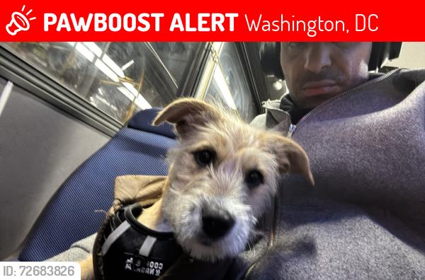 Lost Male Dog last seen 14th St NW & Newton St NW, Washington, DC 20010