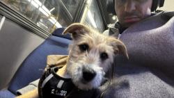 Lost Male Dog last seen 14th St NW & Newton St NW, Washington, DC 20010