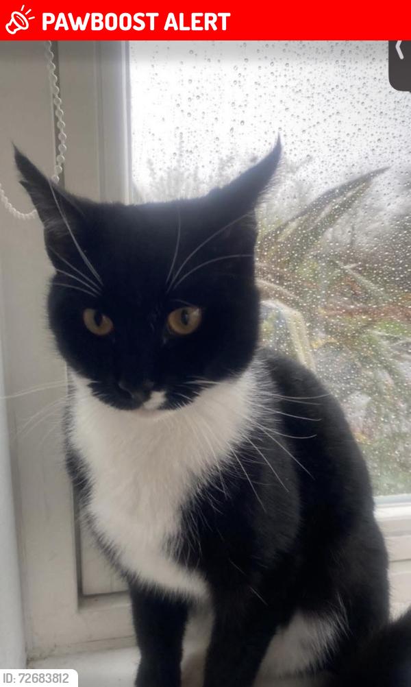 Lost Male Cat last seen Fonda meadows, Oxley Park, England MK4