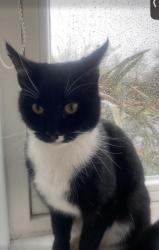 Lost Male Cat last seen Fonda meadows, Oxley Park, England MK4