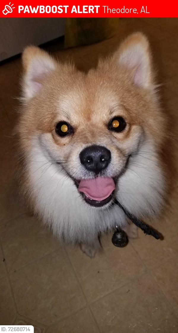 Lost Male Dog last seen Old pascagoula road and McDonald road Theodore Alabama, Theodore, AL 36544