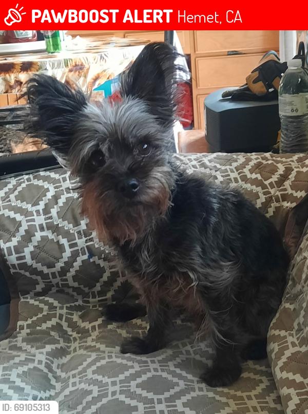 Lost Male Dog last seen Mustang way., Hemet, CA 92545