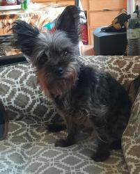 Lost Male Dog last seen Mustang way., Hemet, CA 92545