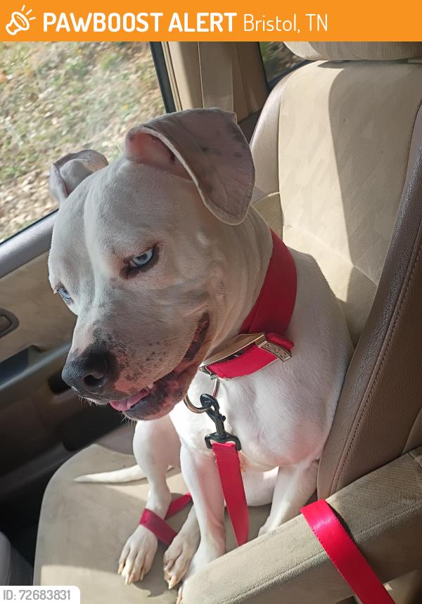 Found/Stray Male Dog last seen King college , Bristol, TN 37620