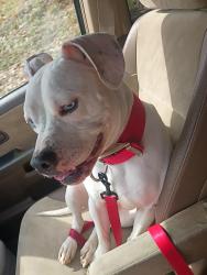 Found/Stray Male Dog last seen King college , Bristol, TN 37620