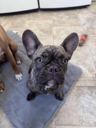 Lost Male Dog last seen 44th and MLK, Sacramento, CA 95824